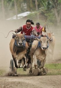 Dua tim adu kecepatan pada Mbajapi (balap sapi) di Desa Kalulkubula, Kecamatan Sigibiromaru, Sigi, Sulawesi Tengah, Minggu (30/12/2012). Di zaman dulu, Mbajapi merrupakan rangkaian dari pesta suka cita usai panen atas hasil bumi yang melimpah dimaksudkan sebagai hiburan kepada warga. bmzIMAGES/Basri Marzuki