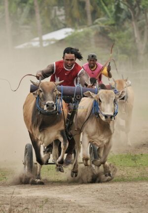 Dua tim adu kecepatan pada Mbajapi (balap sapi) di Desa Kalulkubula, Kecamatan Sigibiromaru, Sigi, Sulawesi Tengah, Minggu (30/12/2012). Di zaman dulu, Mbajapi merrupakan rangkaian dari pesta suka cita usai panen atas hasil bumi yang melimpah dimaksudkan sebagai hiburan kepada warga. bmzIMAGES/Basri Marzuki