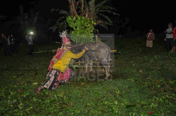 Tetua adat menombak kerbau yang akan disembelih. Tancapan tombak di tubuh kerbau menjadi syarat penyembelihan. (Foto: bmzIMAGES/Basri Marzuki)