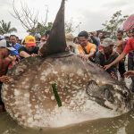 Sejumlah warga mengangkat ikan Molamola (hypopthalmichtys molitrix) raksasa yang terdampar di Pantai Taman Ria Teluk Palu, Sulawesi Tengah, Selasa (11/2/2014). Ikan seberat lebih kurang 1 ton dan panjang lebih dari dua meter itu ditemukan seorang nelayan dalam kondisi masih hidup dan menyeretnya ke pantai namun sejam kemudian mati. bmzIMAGES/Basri Marzuki
