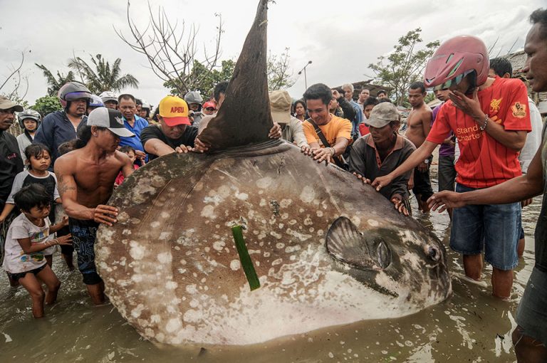 Sejumlah warga mengangkat ikan Molamola (hypopthalmichtys molitrix) raksasa yang terdampar di Pantai Taman Ria Teluk Palu, Sulawesi Tengah, Selasa (11/2/2014). Ikan seberat lebih kurang 1 ton dan panjang lebih dari dua meter itu ditemukan seorang nelayan dalam kondisi masih hidup dan menyeretnya ke pantai namun sejam kemudian mati. bmzIMAGES/Basri Marzuki