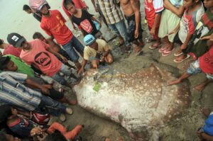 Sejumlah warga menonton ikan Molamola (hypopthalmichtys molitrix) raksasa yang terdampar di Pantai Taman Ria Teluk Palu, Sulawesi Tengah, Selasa (11/2/2014). Ikan seberat lebih kurang 1 ton dan panjang lebih dari dua meter itu ditemukan seorang nelayan dalam kondisi masih hidup dan menyeretnya ke pantai namun sejam kemudian mati. bmzIMAGES/Basri Marzuki