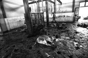 Seekor sapi yang baru saja disembelih di Rumah Potong Hewan (RPH) Tavanjuka, Palu, Sulawesi Tengah, Kamis (16/72015). bmzIMAGES/Basri Marzuki