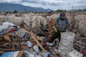 Scavengers are struggling with cattle to get trash at the Kawatuna landfill, Palu, Central Sulawesi, Indonesia, Tuesday, January 29, 2019. Thousands of cattle belonging to local residents are intentionally released into the trash foraging to reduce the cost of feed that reaches 70 percent of the cost of raising cattle. The local government has issued an appeal to the livestock owners to hold their cows, because the action was not healthy. The cows eat rubbish, including organic waste from hospital waste which is very dangerous for health and can contaminate humans if they eat meat. But the appeal was ignored by farmers. (Photo by Basri Marzuki/bmzIMAGES)
