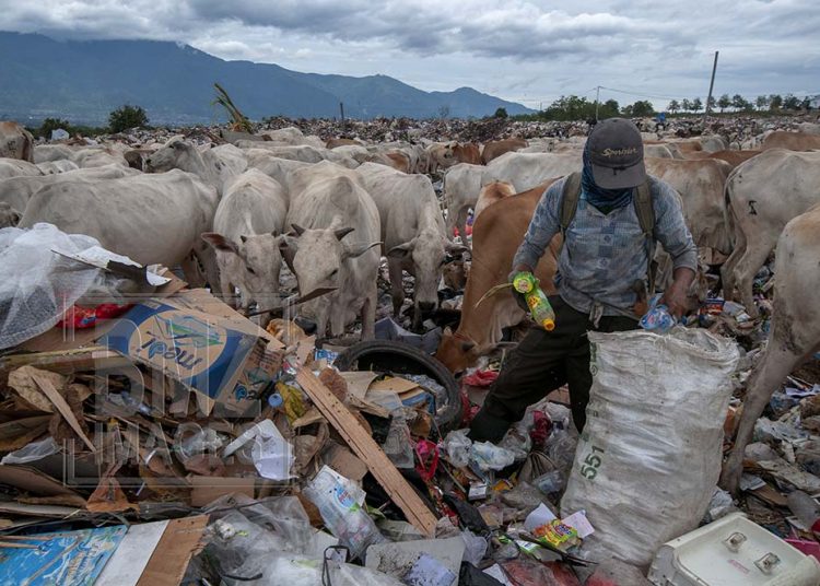 Scavengers are struggling with cattle to get trash at the Kawatuna landfill, Palu, Central Sulawesi, Indonesia, Tuesday, January 29, 2019. Thousands of cattle belonging to local residents are intentionally released into the trash foraging to reduce the cost of feed that reaches 70 percent of the cost of raising cattle. The local government has issued an appeal to the livestock owners to hold their cows, because the action was not healthy. The cows eat rubbish, including organic waste from hospital waste which is very dangerous for health and can contaminate humans if they eat meat. But the appeal was ignored by farmers. (Photo by Basri Marzuki/bmzIMAGES)