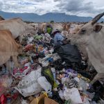 Scavengers are struggling with cattle to get trash at the Kawatuna landfill, Palu, Central Sulawesi, Indonesia, Tuesday, January 29, 2019.