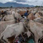 Scavengers are struggling with cattle to get trash at the Kawatuna landfill, Palu, Central Sulawesi, Indonesia, Tuesday, January 29, 2019.