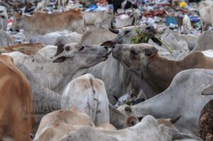 Scavengers are struggling with cattle to get trash at the Kawatuna landfill, Palu, Central Sulawesi, Indonesia, Tuesday, January 29, 2019. Thousands of cattle belonging to local residents are intentionally released into the trash foraging to reduce the cost of feed that reaches 70 percent of the cost of raising cattle. The local government has issued an appeal to the livestock owners to hold their cows, because the action was not healthy. The cows eat rubbish, including organic waste from hospital waste which is very dangerous for health and can contaminate humans if they eat meat. But the appeal was ignored by farmers. (Photo by Basri Marzuki/bmzIMAGES)