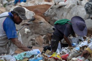 Scavengers are struggling with cattle to get trash at the Kawatuna landfill, Palu, Central Sulawesi, Indonesia, Tuesday, January 29, 2019. Thousands of cattle belonging to local residents are intentionally released into the trash foraging to reduce the cost of feed that reaches 70 percent of the cost of raising cattle. The local government has issued an appeal to the livestock owners to hold their cows, because the action was not healthy. The cows eat rubbish, including organic waste from hospital waste which is very dangerous for health and can contaminate humans if they eat meat. But the appeal was ignored by farmers. (Photo by Basri Marzuki/bmzIMAGES)