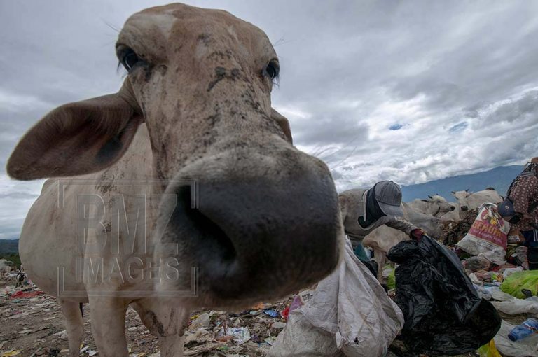 Feeding Beef Cattle in Waste Disposal Sites
