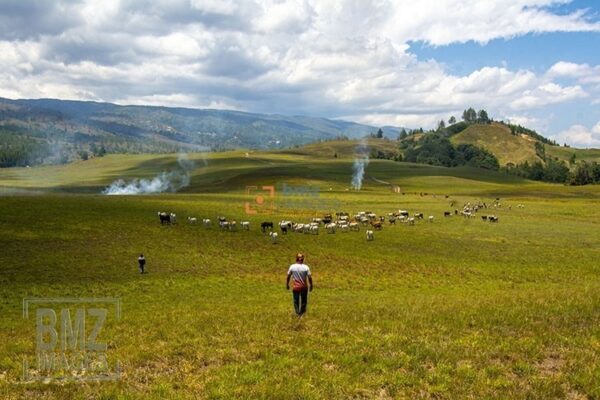 Di lembah ini, tepatnya di Desa Winowanga, Kecamatan Lore Timur terdapat peternakan kerbau dan sapi yang luas lahan penggembalannya mencapai 2.500 hektare. Peternakan ini adalah warisan leluhur dan telah ada sejak 1818. bmzIMAGES/Basri Marzuki