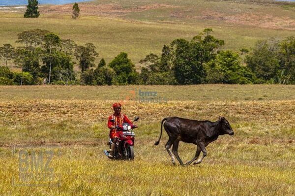 Dengan lahan seluas itu, mau tak mau penggembala harus menggunakan kendaraan untuk memantau kerbau dan sapi-sapi yang digembalakan. bmzIMAGES/Basri Marzuki