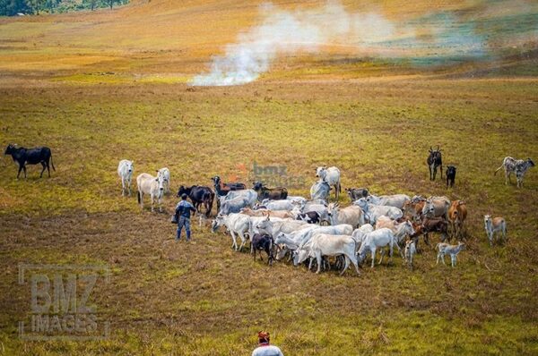 Kerbau dan sapi-sapi yang dilepasliarkan di padang luas itu tak dibiarkan begitu saja mencari makan. Sesekali mereka diberi makanan tambahan atau suplemen. bmzIMAGES/Basri Marzuki