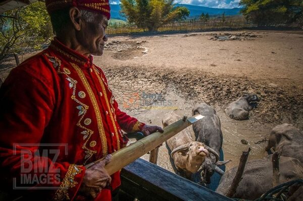 Ketua adat mendemonstrasikan cara memberi minum kepada kerbau-kerbau yang belum di lepas padang luas. Bambu sepanjang tiga ruas diisi dengan air garam, lalu dituangkan ke kerbau yang ada di kandang. bmzIMAGES/Basri Marzuki