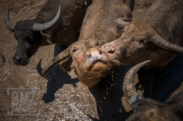 Sudah naluri kerbau jika diberi minum, mereka langsung bereaksi dengan menegadahkan mulutnya. Beberapa kerbau itu berebutan untuk mendapatkan air garam yang tidak tersedia di padang luas nan panas. bmzIMAGES/Basri Marzuki