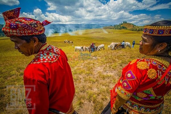 Meski menghadapi masalah bibit atau anakan, pera pemangku adat tetap berusaha menjalankan amanah adat atas peternakan itu. Sesekali mereka turun ke lapangan melihat langsung kondisi ternak-ternak itu. bmzIMAGES/Basri Marzuki