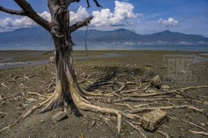 Palu, Central Sulawesi, Indonesia (October 13): A deciduous tree on the coast of the former tsunami, Palu Bay, Central Sulawesi, Indonesia on October 13, 2019. In this place mangroves were planted in the "5,000 Mangrove from Generous to Palu Bay" program. The program is to rehabilitate damaged and abrasion-affected coastlines after the September 28, 2018 tsunami, while campaigning for mangrove planting to protect the earth from global warming due to climate change. (bmzIMAGES/Basri Marzuki)