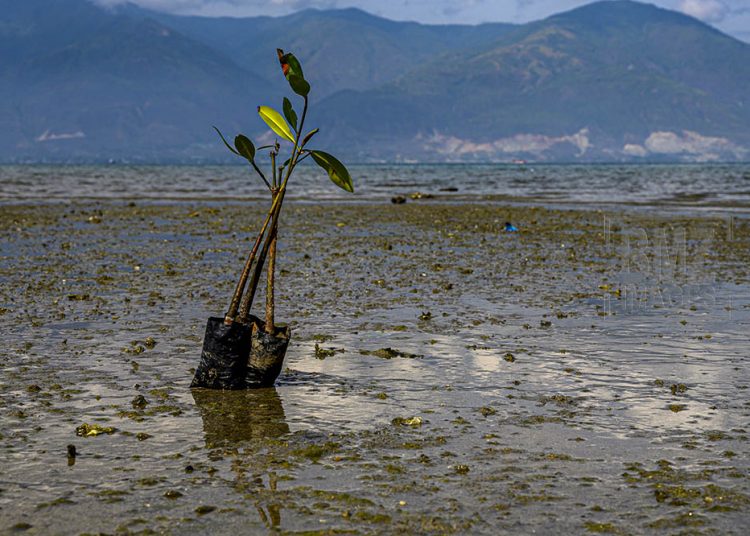 Palu, Central Sulawesi, Indonesia (October 13): Mangrove tree seedlings to be planted by Indonesian Volunteer Community (MRI) activists and mangrove lovers on the coast of the former tsunami strike, Palu Bay, Central Sulawesi, Indonesia on October 13, 2019. Mangrove planting with the theme of "5,000 Mangroves from Generous For the Gulf of Palu "to rehabilitate the damaged coastline and abrasion after the tsunami of September 28, 2018, as well as campaigning for mangrove planting to protect the earth from global warming due to climate change. (bmzIMAGES/Basri Marzuki)