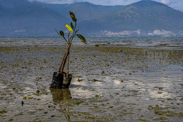 Mangrove