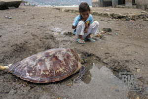 Palu, Central Sulawesi, Indonesia (October 27): Children pay attention to a hawksbill turtle (Eretmochelys imbricata) tied to Kampung Lere Beach, Palu, Central Sulawesi, Indonesia on 27 October 2019. The rare and protected turtle was released by the boy This is after a fisherman catches him when he catches fish in the sea and then leaves it tied to the hot beach. The children then came and felt sorry, then released him back to the sea. (bmzIMAGES/Basri Marzuki)