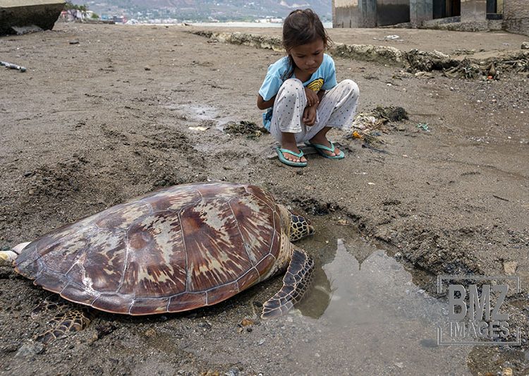 Palu, Central Sulawesi, Indonesia (October 27): Children pay attention to a hawksbill turtle (Eretmochelys imbricata) tied to Kampung Lere Beach, Palu, Central Sulawesi, Indonesia on 27 October 2019. The rare and protected turtle was released by the boy This is after a fisherman catches him when he catches fish in the sea and then leaves it tied to the hot beach. The children then came and felt sorry, then released him back to the sea. (bmzIMAGES/Basri Marzuki)