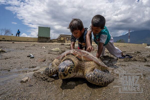 Action The Boys Save the Hawksbill Turtle