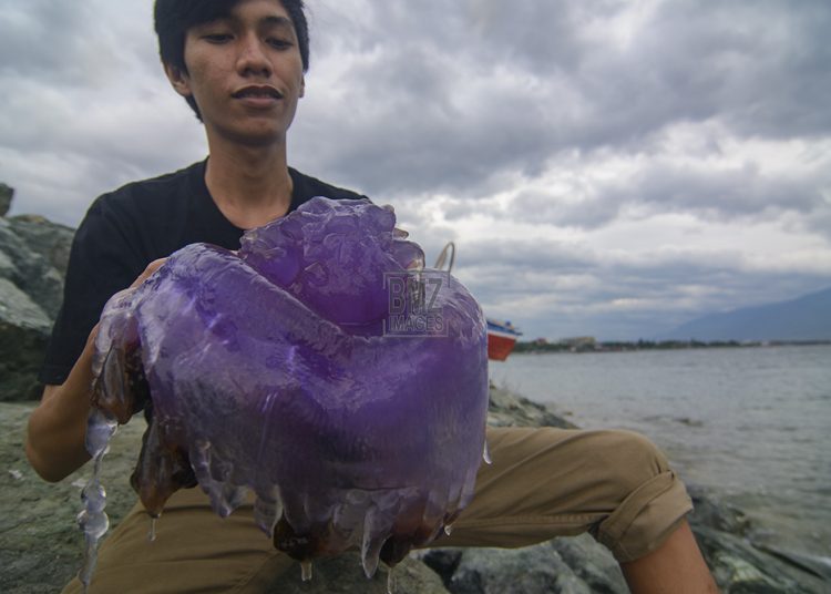A man shows a stranded purple jellyfish or crown jellyfish (Cephea cephea) floating on Palu Bay Beach, Central Sulawesi, Indonesia on February 17, 2023. Dozens of jellyfish between 30cm and 50cm in diameter that live in the deep seas around the Pacific and East Atlantic Seas and are also found on Australia's Sydney South Coast coast are thought to be carried by strong winds and ocean currents other than due to climate change factors. Murdoch University of Australia's Marine Expert Mike Van Kuelen said it was likely that the jellyfish stranding was due to Australia's eastern aurs stretching from North to South. When the water is warm due to climate change, ocean waves cause bleaching on the Great Barrier Reef and encourage tropical species to migrate south rather than their normal habitats. (Photo: bmzIMAGES/Basri Marzuki)