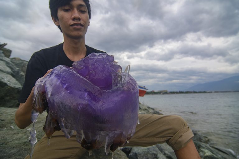 Stranded Purple Jellyfish