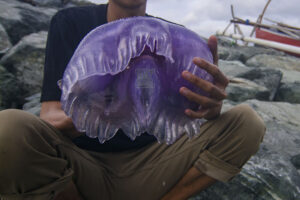 A man shows a stranded purple jellyfish or crown jellyfish (Cephea cephea) floating on Palu Bay Beach, Central Sulawesi, Indonesia on February 17, 2023. Dozens of jellyfish between 30cm and 50cm in diameter that live in the deep seas around the Pacific and East Atlantic Seas and are also found on Australia's Sydney South Coast coast are thought to be carried by strong winds and ocean currents other than due to climate change factors. Murdoch University of Australia's Marine Expert Mike Van Kuelen said it was likely that the jellyfish stranding was due to Australia's eastern aurs stretching from North to South. When the water is warm due to climate change, ocean waves cause bleaching on the Great Barrier Reef and encourage tropical species to migrate south rather than their normal habitats.(Photo: bmzIMAGES/Basri Marzuki)
