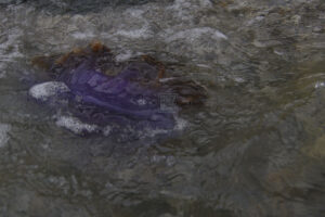 A stranded purple jellyfish or crown jellyfish (Cephea cephea) float on Palu Bay Beach, Central Sulawesi, Indonesia on February 17, 2023. Dozens of jellyfish between 30cm and 50cm in diameter that live in the deep seas around the Pacific and East Atlantic Seas and are also found on Australia's Sydney South Coast coast are thought to be carried by strong winds and ocean currents other than due to climate change factors. Murdoch University of Australia's Marine Expert Mike Van Kuelen said it was likely that the jellyfish stranding was due to Australia's eastern aurs stretching from North to South. When the water is warm due to climate change, ocean waves cause bleaching on the Great Barrier Reef and encourage tropical species to migrate south rather than their normal habitats.(Photo: bmzIMAGES/Basri Marzuki)