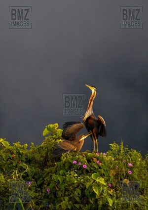 Sepasang burung cangak merah (Ardea purpurea) bercumbu di atas pohon di pinggir Danau Lindu, Desa Langko, Kecamatan Lindu, Kabupaten Donggala, Sulawesi Tengah, Kamis (5/6/2008). Burung spesies bangau di Kawasan Taman Nasional Lore Lindu tersebut ramai pada setiap musim kawin. Masyarakat setempat melindunginya dengan sistem kesepakatan adat untuk mempertahankan kelestariannya. bmzIMAGES/Basri Marzuki