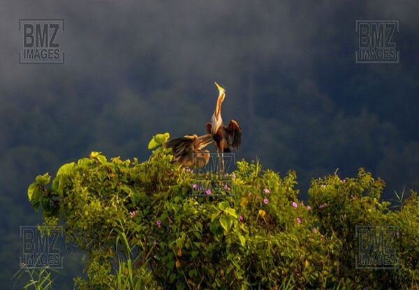 Sepasang burung cangak merah (Ardea purpurea) bercumbu di atas pohon di pinggir Danau Lindu, Desa Langko, Kecamatan Lindu, Kabupaten Donggala, Sulawesi Tengah, Kamis (5/6/2008). Burung spesies bangau di Kawasan Taman Nasional Lore Lindu tersebut ramai pada setiap musim kawin. Masyarakat setempat melindunginya dengan sistem kesepakatan adat untuk mempertahankan kelestariannya. bmzIMAGES/Basri Marzuki