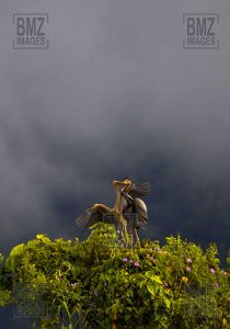 Sepasang burung cangak merah (Ardea purpurea) bercumbu di atas pohon di pinggir Danau Lindu, Desa Langko, Kecamatan Lindu, Kabupaten Donggala, Sulawesi Tengah, Kamis (5/6/2008). Burung spesies bangau di Kawasan Taman Nasional Lore Lindu tersebut ramai pada setiap musim kawin. Masyarakat setempat melindunginya dengan sistem kesepakatan adat untuk mempertahankan kelestariannya. bmzIMAGES/Basri Marzuki