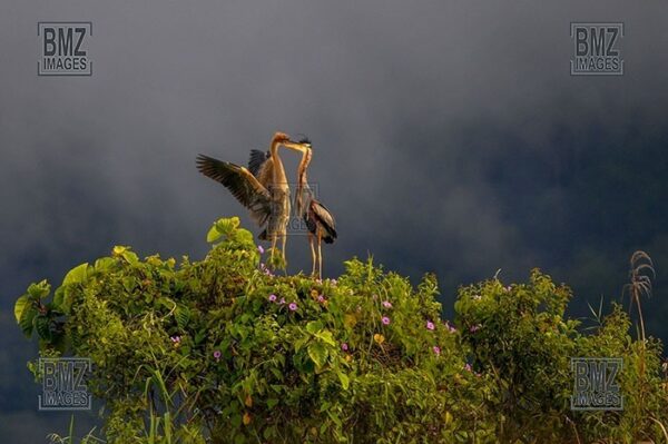 Sepasang burung cangak merah (Ardea purpurea) bercumbu di atas pohon di pinggir Danau Lindu, Desa Langko, Kecamatan Lindu, Kabupaten Donggala, Sulawesi Tengah, Kamis (5/6/2008). Burung spesies bangau di Kawasan Taman Nasional Lore Lindu tersebut ramai pada setiap musim kawin. Masyarakat setempat melindunginya dengan sistem kesepakatan adat untuk mempertahankan kelestariannya. bmzIMAGES/Basri Marzuki