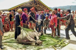 Gubernur Sulawesi Tengah HB Palidju (tengah) bersiap menyembelih seekor kerbau pada seremoni pembukaan Festival Danau Lindu di Sigi, Sulawesi Tengah, Minggu (6/12/2009). Festival yang pertama kali digelar tersebut untuk mengangkat kembali nilai-nilai seni dan tradisi di Lindu. bmzIMAGES/Basri Marzuki