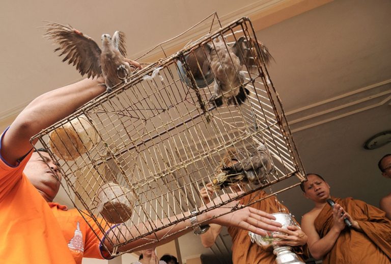 Sejumlah jemaat melepas burung saat perayaan Hari Raya Katihna Tahun 2555/2011 bagi umat Budha di Vihara Karunadipa, Palu, Sulawesi Tengah, Jumat (4/11/2011). Pelepasan burung itu menandai semangat kedamaian yang selalu diajarkan oleh Budha Gautama bmzIMAGES/Basri Marzuki