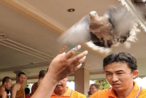 Sejumlah jemaat melepas burung saat perayaan Hari Raya Katihna Tahun 2555/2011 bagi umat Budha di Vihara Karunadipa, Palu, Sulawesi Tengah, Jumat (4/11/2011). Pelepasan burung itu menandai semangat kedamaian yang selalu diajarkan oleh Budha Gautama bmzIMAGES/Basri Marzuki