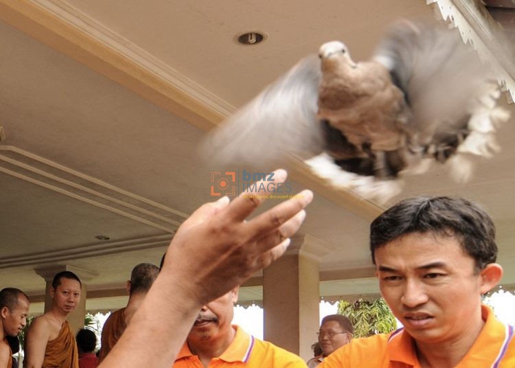 Sejumlah jemaat melepas burung saat perayaan Hari Raya Katihna Tahun 2555/2011 bagi umat Budha di Vihara Karunadipa, Palu, Sulawesi Tengah, Jumat (4/11/2011). Pelepasan burung itu menandai semangat kedamaian yang selalu diajarkan oleh Budha Gautama bmzIMAGES/Basri Marzuki