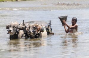 Penambang tradisional mengangkut pasir ke atas gerobak sapi di Sungai Palu, Sulawesi Tengah, Minggu (10/7/2011). Pasir yang ditambang secara tradisional itu dijiual seharga Rp.25.000 per meter kubik kepada warga sekitar. bmzIMAGES/Basri Marzuki