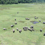 Foto udara gerombolan ternak kerbau merumput di lahan terbuka di Desa Langko, Kecamatan Lindu, Kabupaten Sigi, Sulawesi Tengah, Sabtu (19/7/2025). Sebagian besar warga di wilayah keadatan Lindu itu menernakkan kerbaunya dengan cara tradisional yakni dengan melepasliarkannya ke lahan terbuka namun diikat dengan syarat-syarat adat seperti denda jika merusak tanaman produktif sekitarnya. ANTARA FOTO/Basri Marzuki