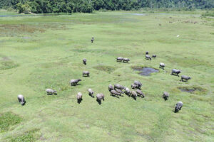 Foto udara gerombolan ternak kerbau merumput di lahan terbuka di Desa Langko, Kecamatan Lindu, Kabupaten Sigi, Sulawesi Tengah, Sabtu (19/7/2025). Sebagian besar warga di wilayah keadatan Lindu itu menernakkan kerbaunya dengan cara tradisional yakni dengan melepasliarkannya ke lahan terbuka namun diikat dengan syarat-syarat adat seperti denda jika merusak tanaman produktif sekitarnya. ANTARA FOTO/Basri Marzuki
