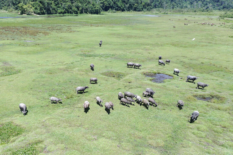 Foto udara gerombolan ternak kerbau merumput di lahan terbuka di Desa Langko, Kecamatan Lindu, Kabupaten Sigi, Sulawesi Tengah, Sabtu (19/7/2025). Sebagian besar warga di wilayah keadatan Lindu itu menernakkan kerbaunya dengan cara tradisional yakni dengan melepasliarkannya ke lahan terbuka namun diikat dengan syarat-syarat adat seperti denda jika merusak tanaman produktif sekitarnya. ANTARA FOTO/Basri Marzuki